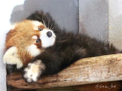 A Brown And White Stuffed Animal Laying On Top Of A Wooden Shelf
