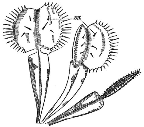 38+ venus fly trap coloring pages for printing and coloring. File:PSM V85 D032 Venus flytrap dionaea muscipula.png ...