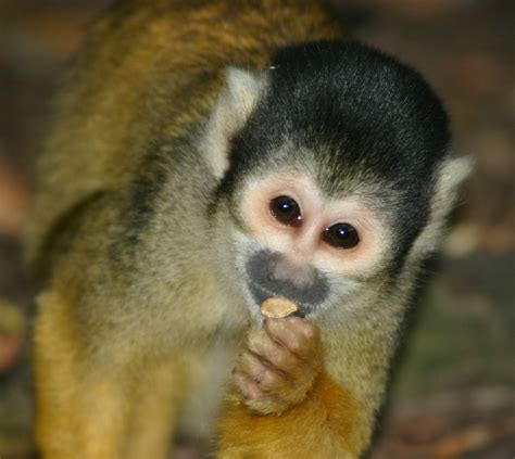 Filesquirrel Monkey Eating