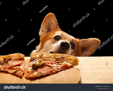 Dogs Eating Pizza