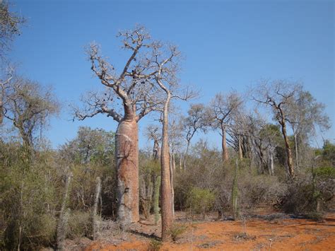 Filespiny Forest 2 Ifaty Madagascar Wikimedia Commons