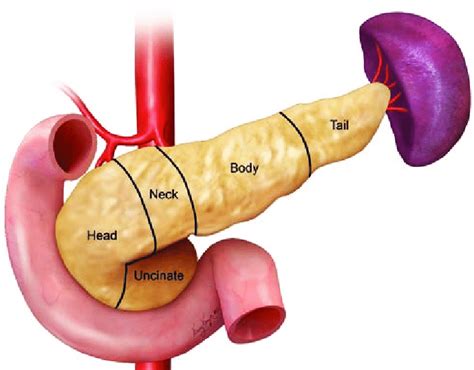 Illustration Of The Normal Pancreatic Anatomy Pancreas Is Divided Into