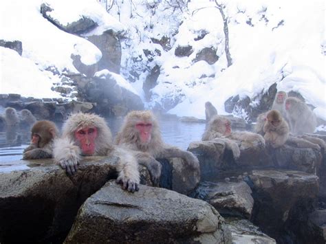 Jigokudani Monkey Park Japans Natural Monkey Spa Unusual Places