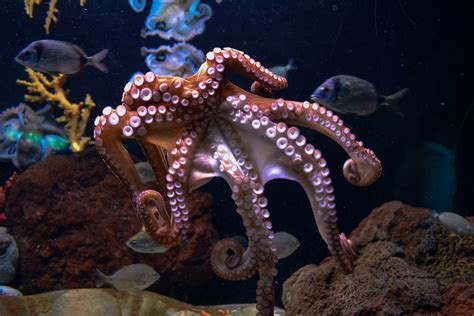 Interesting Facts About Octopus Biology Petlife