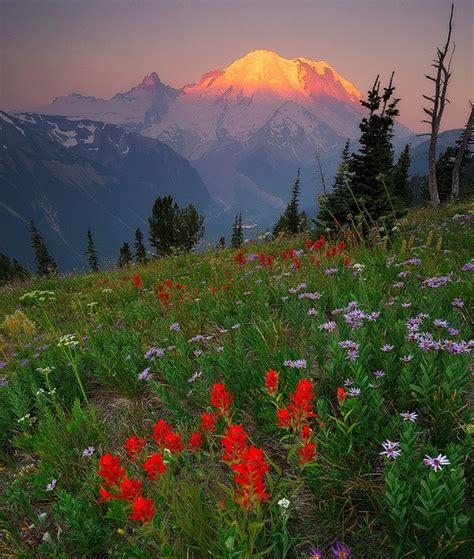 Mt Rainier Wildflower Viewing Guide