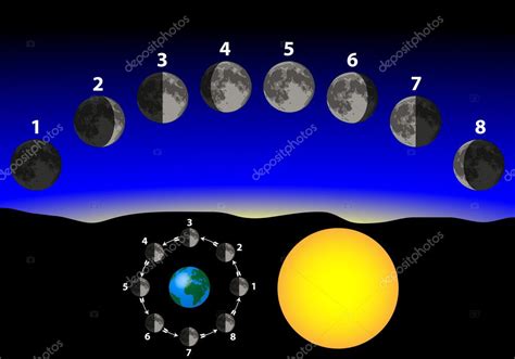 Phases Of The Moon — Stock Vector © Milagli 11272043