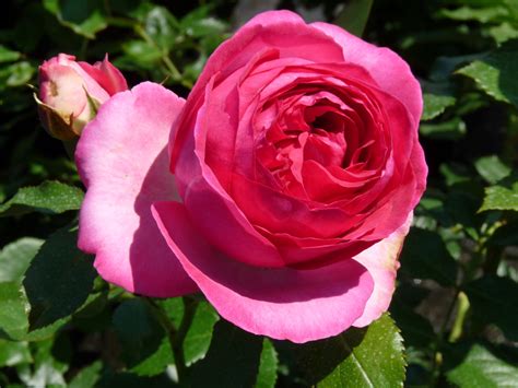 Pink Eden Rose Klimrozen Of Als Heesterroos Rosarium Lottum