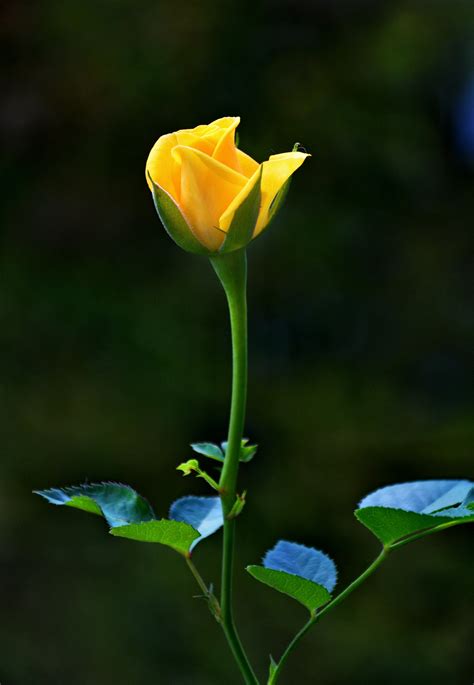 Images Gratuites La Nature Feuille Fleur Pétale Rose Vert