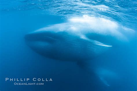 Blue whales feeding on krill underwater closeup photo, Balaenoptera