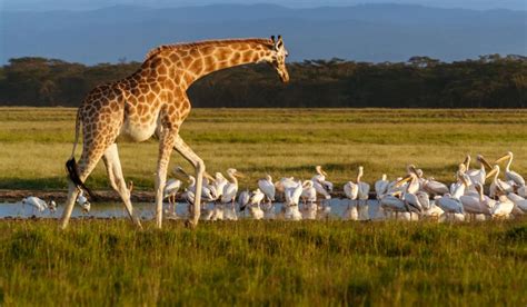 How Many Species Of Giraffes Are There In The World