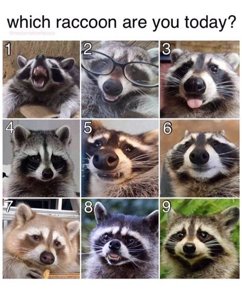 Definitely No1 😂 Jacarandanz Personalloans Raccoon Emotion Chart