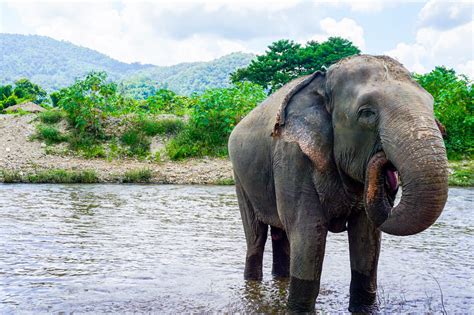 Elephant nature park is a sanctuary and rescue centre for elephants in mae taeng district, chiang mai province, northern thailand, approximat. The Elephant Nature Park - Thailand