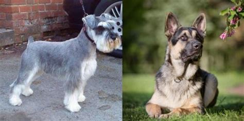 Miniature Schnauzer Vs East European Shepherd Breed Comparison