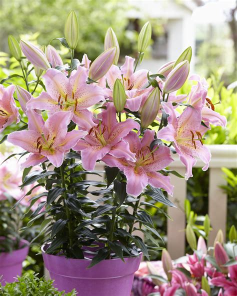Lilium Oriental Hybrids Romance Spring — Thinkplants