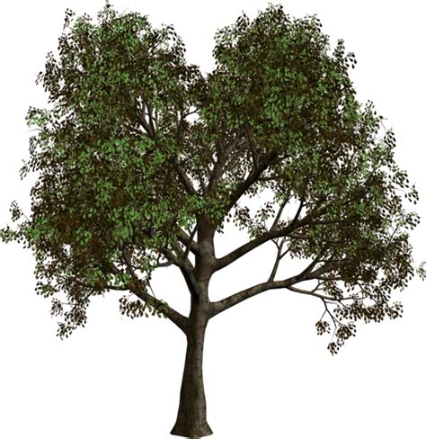 Download High Quality Tree Transparent Background Forest Transparent Png Images Art Prim Clip