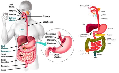 The small and large intestines. Quotes about Digestive system (24 quotes)