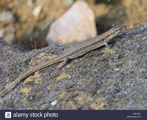 Common Lizard Lacerta Vivipara Sunbathes On A Stone Stock Photo Alamy