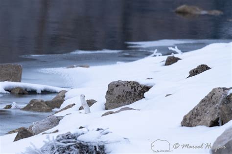 Marcel Huijser Photography Long Tailed Weasel Mustela Frenata