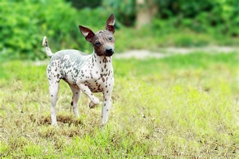 Are American Hairless Terriers Hypoallergenic Dogs — The Real Truth
