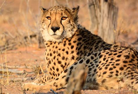 Africas Top 12 Safari Animals And Where To Find Them