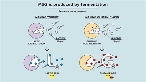 What Is Msg And How Is It Made Msg Monosodium Glutamate