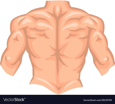 Back Muscles Anatomy Male Anatomy Male Muscular Vector Photo Free Trial Bigstock The Erector