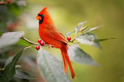 Cardinals Birds Forever