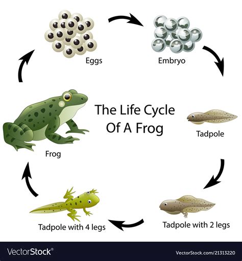 Life Cycle Of A Frog Royalty Free Vector Image