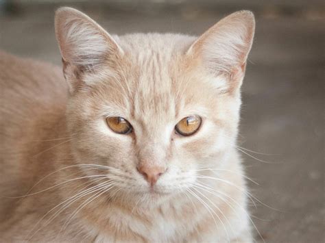Communities with tnr programs humanely trap cats and take them to a veterinarian where they are sterilized, vaccinated, and have their ear tipped please report stray cats! Humane Society of Ventura County | Animal Rescue, Pet ...