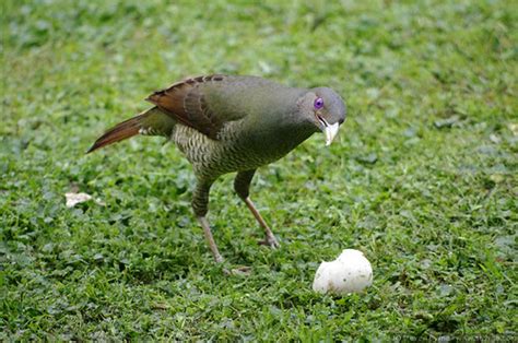 Bowerbird Eating Egg A Female Or Immature Male Satin Bow Flickr
