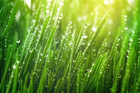 Fresh Green Grass With Dew Drops In Morning Sunny Lights Beautiful