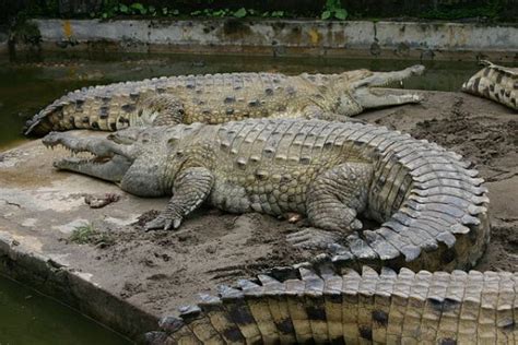 10 Heaviest And Largest Crocodiles In The World
