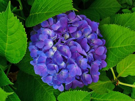 Hydrangea Hortensia A To Z Flowers