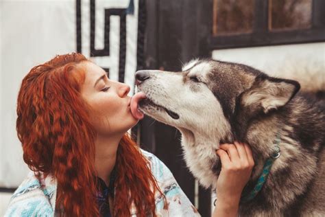 With love and care the. Why Your Husky Licks You So Much (And How To Stop It)