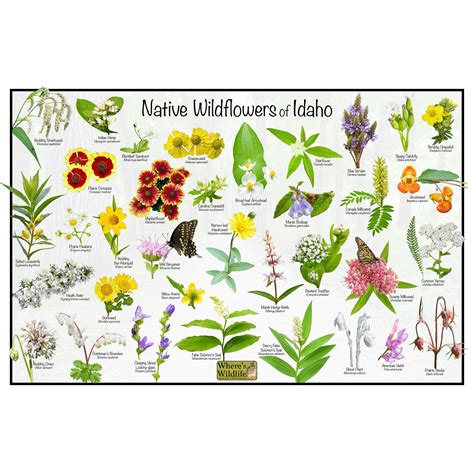 Native Wildflowers Of Idaho State Flower Field Guide Poster Etsy In