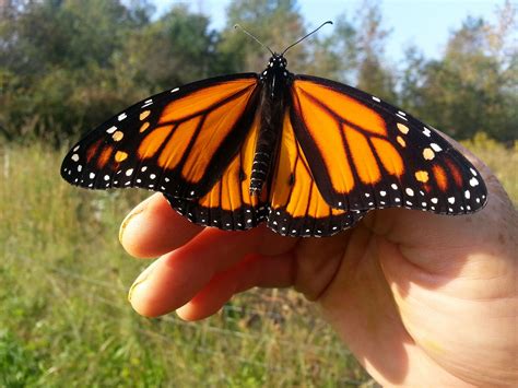 Stream tracks and playlists from betterfly on your desktop or mobile device. Eastern Monarch Butterfly Farm - Milkweed, Monarch ...
