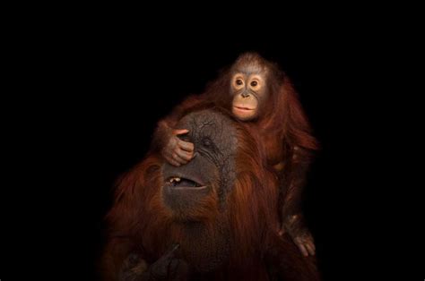 Orangutans National Geographic Bornean Orangutan Orangutan
