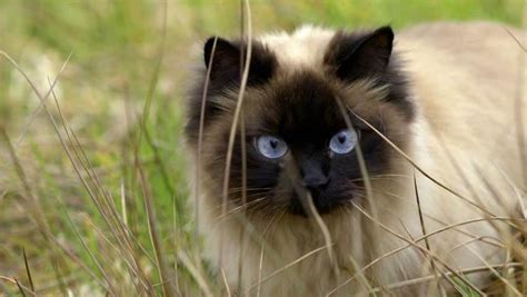 Birman Cat Breed Information Characteristics And Facts Petsforcare