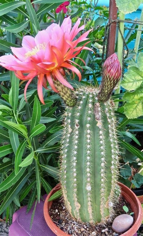 Trumpet Flower Cactus Pinky Huge Flowering Cactuscacti Etsy