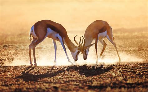 Download Springbok Animal Antelope Hd Wallpaper