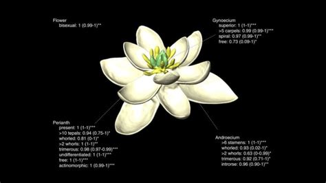 Tumbuhan berhari netral (neutral day plant), contohnya Jenis Tumbuhan Yang Tidak Berbunga - Nuring