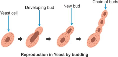 Discuss The Process Of Reproduction In Yeast Science Topperlearning