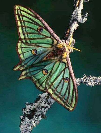 The spanish moon moth is a moth of the silkmoth family saturniidae. Spanish Moon Moth | Moon moth, Beautiful butterflies ...