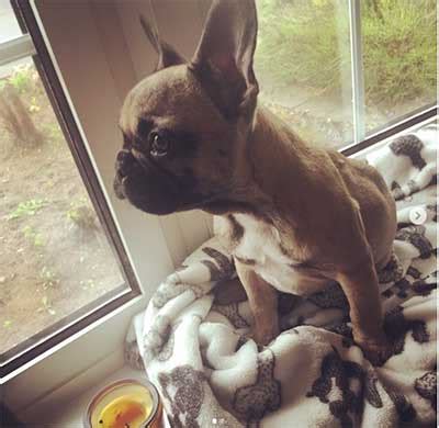 Micro exotic french bulldogs rare mini frenchies blue black lilac testable chocolate best in the. How Much Do French Bulldogs Cost And Why Are They So ...