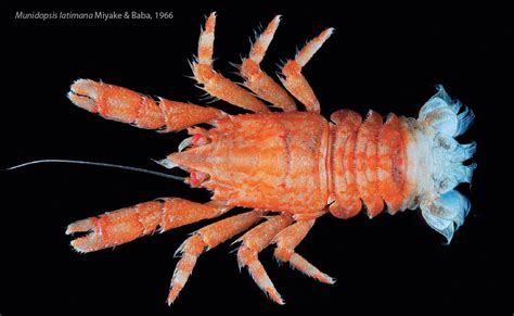 Real Monstrosities Squat Lobster