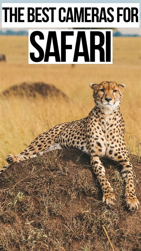 10 Best Safari Cameras And Lenses Africa South Africa Travel