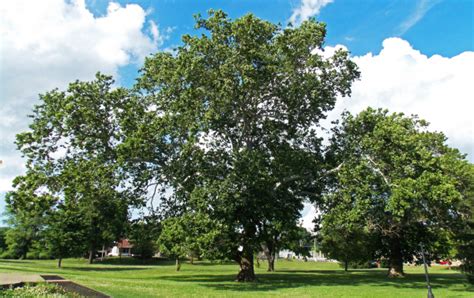 American Sycamore A Crown Fit For A King Venerable Trees