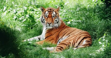 Bengal Tiger Why Is It Endangered