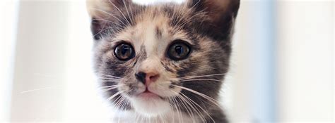 Animal Adoption and Rescue | Brother Wolf - Asheville, NC