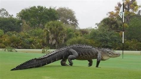 Massive Alligator Spotted Again On Florida Golf Course Abc News
